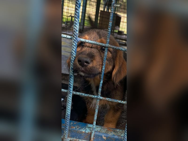 Banja - kleine Dackel-Mix Beinchen auf der Suche nach ihrem Glück