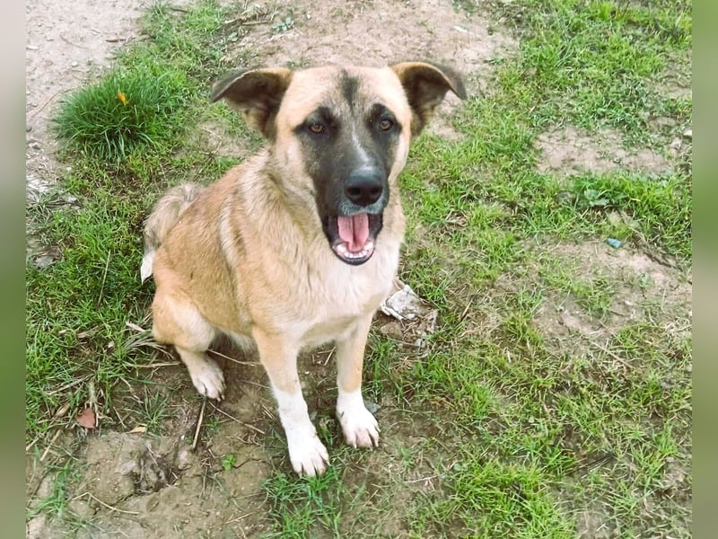 Harvey – jung-hübsch und super lieb