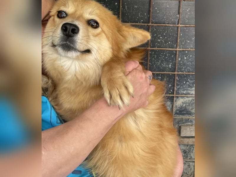 Süß - Süßer - „ZOE“ Zuhause auf Lebzeit gesucht