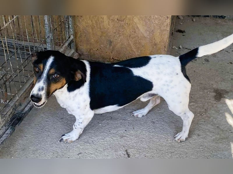 Pongo - Jack Russel Mix im Pünktchen Design