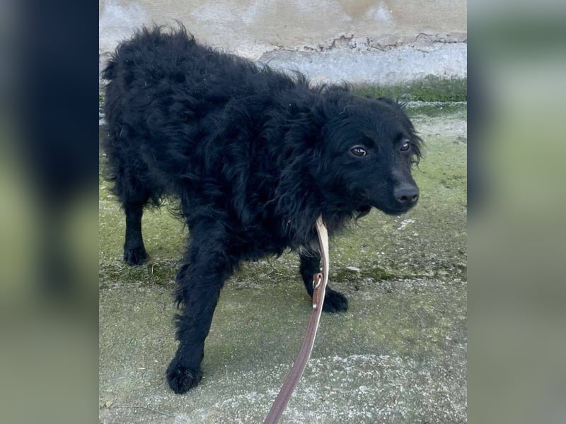 Aila – schwarze Schönheit sucht ein Zuhause