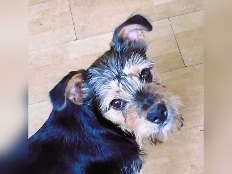 Ein süßer Fratz – das ist EDY