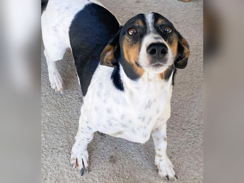 Pongo - Jack Russel Mix im Pünktchen Design
