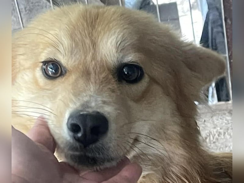 Süß - Süßer - „ZOE“ Zuhause auf Lebzeit gesucht