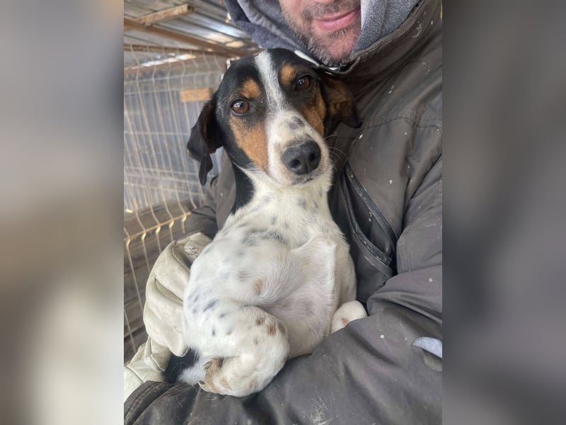 Pongo - Jack Russel Mix im Pünktchen Design