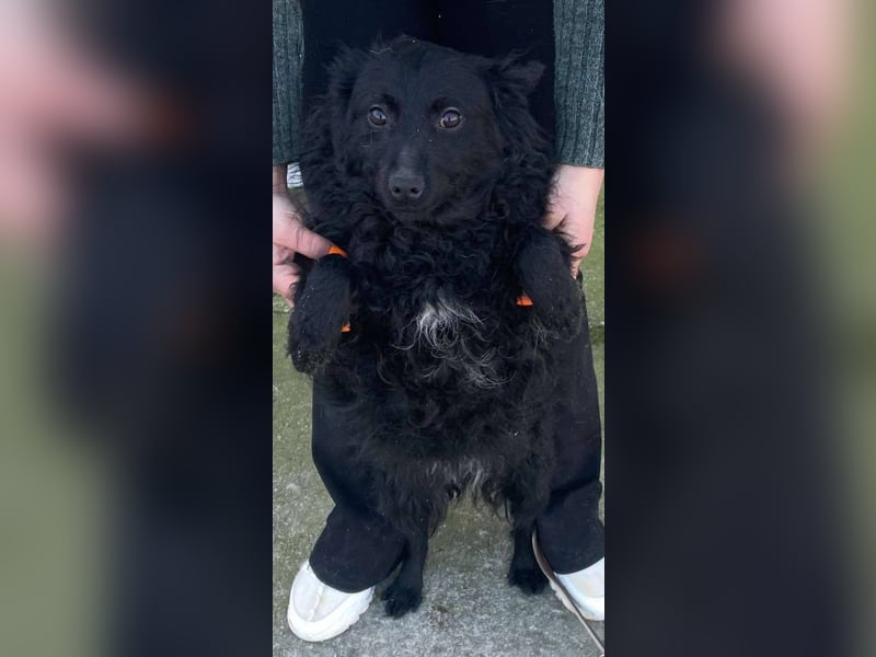 Aila – schwarze Schönheit sucht ein Zuhause