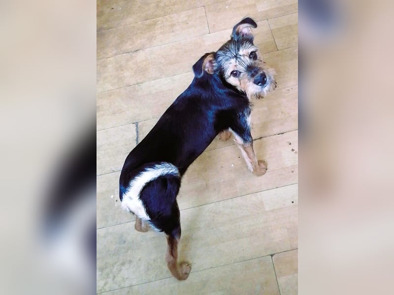 Ein süßer Fratz – das ist EDY