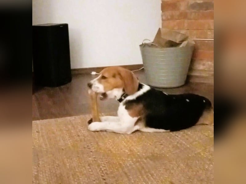 Beagle-Mix " NINO " - toller Bub und soooo lieb