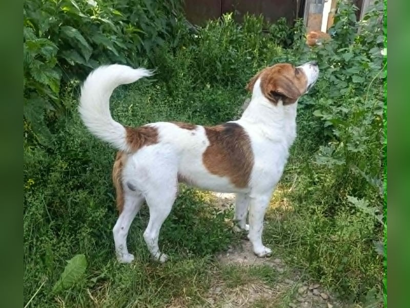 Beagle Mix „Freddy“  -  toller Familienanschluss gesucht