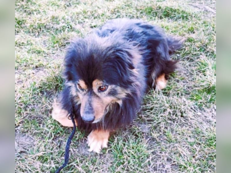 Herzbube Jack – sucht ein Zuhause für immer