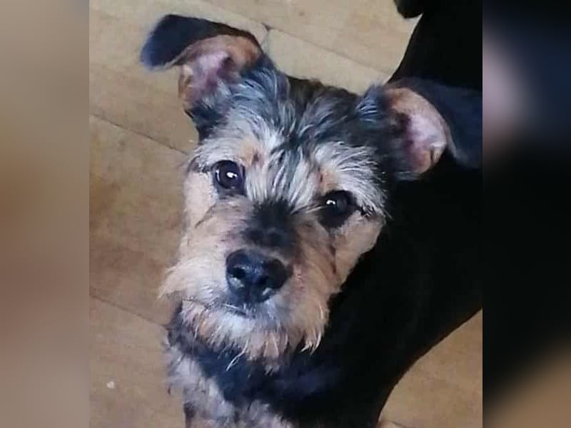 Ein süßer Fratz – das ist EDY