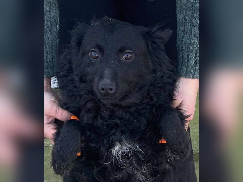 Aila – schwarze Schönheit sucht ein Zuhause