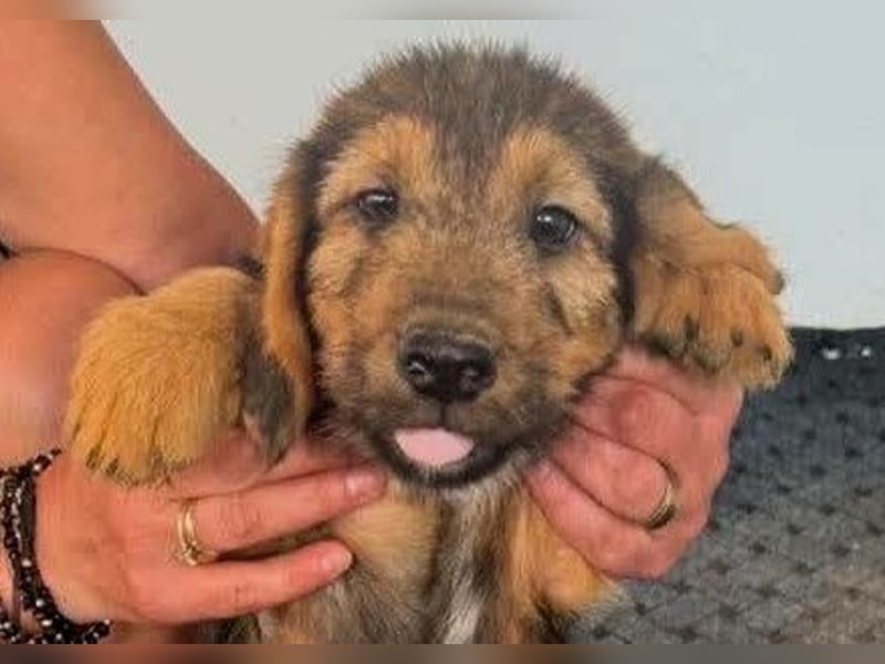 Banja - kleine Dackel-Mix Beinchen auf der Suche nach ihrem Glück