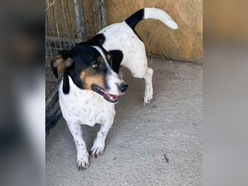 Pongo - Jack Russel Mix im Pünktchen Design