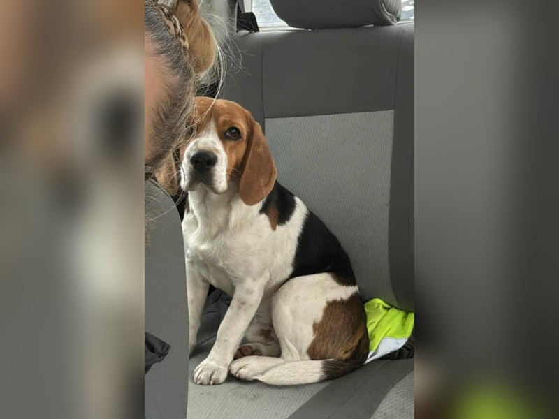 Beagle-Mix " NINO " - toller Bub und soooo lieb