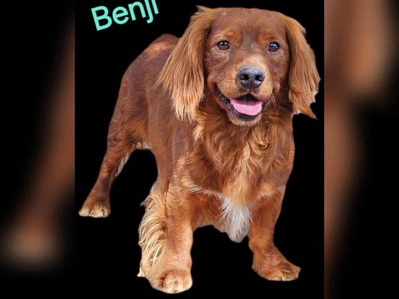 Benji – Dackel Mix ist auf Körbchen Suche