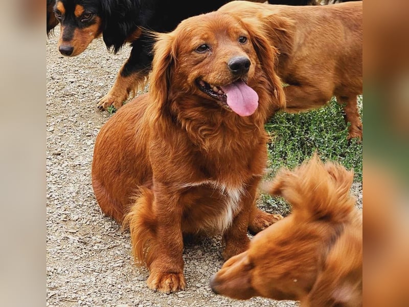 Benji – Dackel Mix ist auf Körbchen Suche