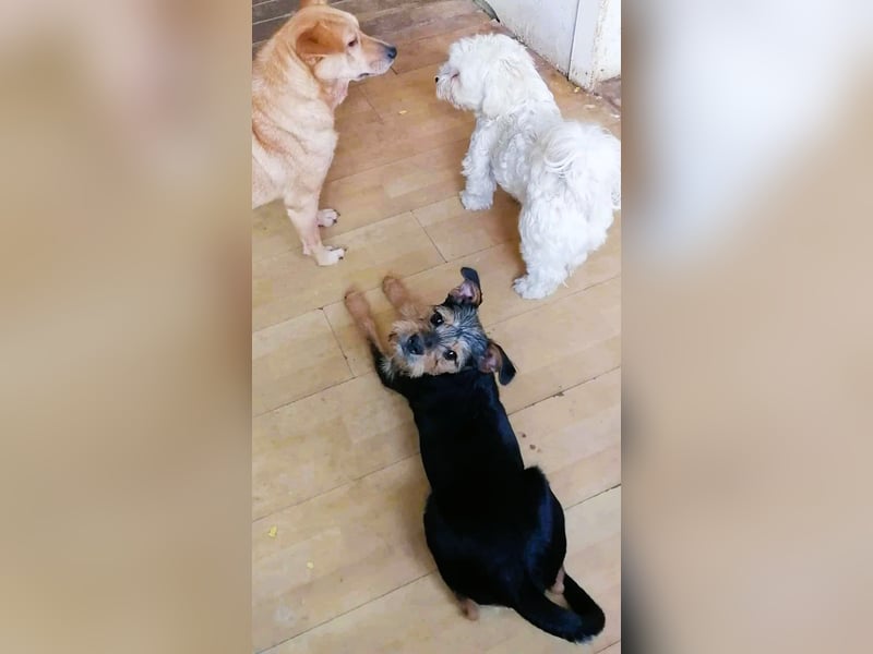 Ein süßer Fratz – das ist EDY