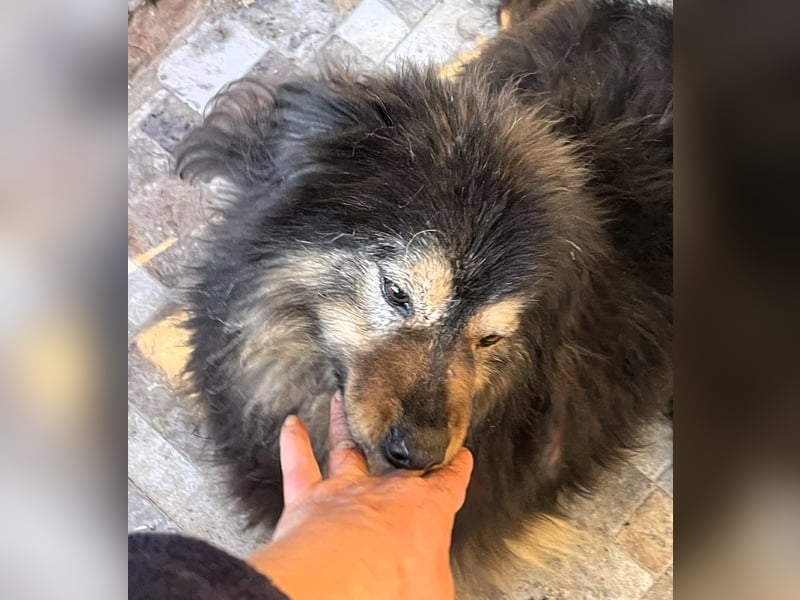 Herzbube Jack – sucht ein Zuhause für immer