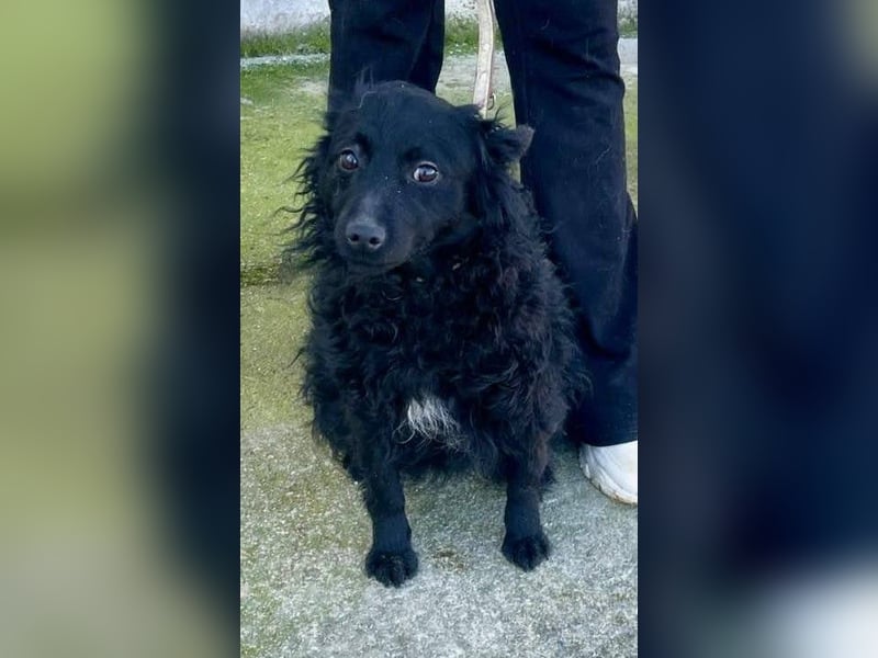 Aila – schwarze Schönheit sucht ein Zuhause