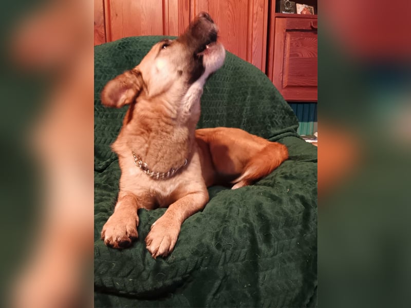 Little Ben - wartet in PLZ 16835 Herzberg auf Besuch