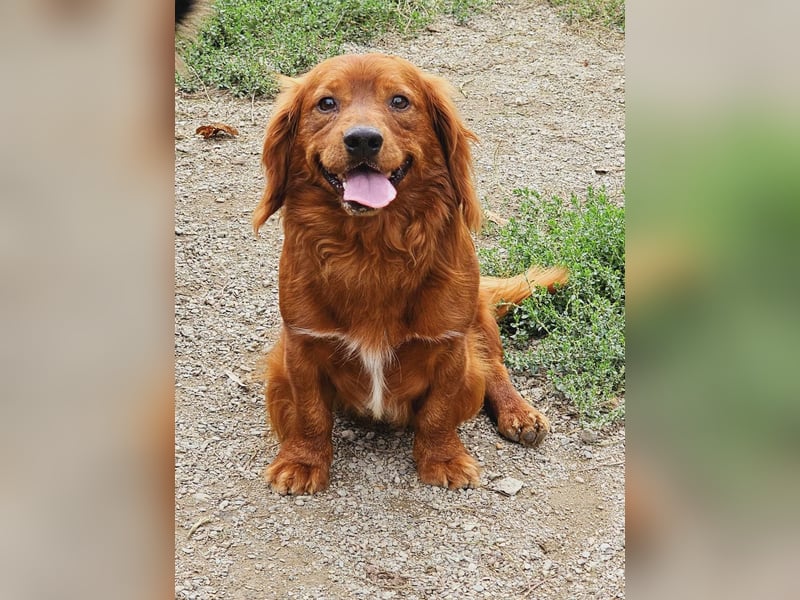 Benji – Dackel Mix ist auf Körbchen Suche