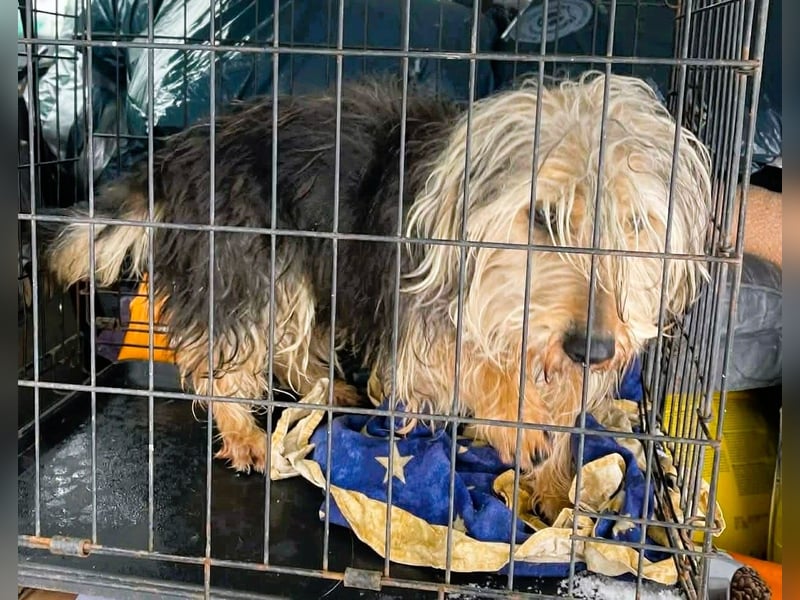 Friedwart – kleiner Herzensbrecher sucht ein Plätzchen