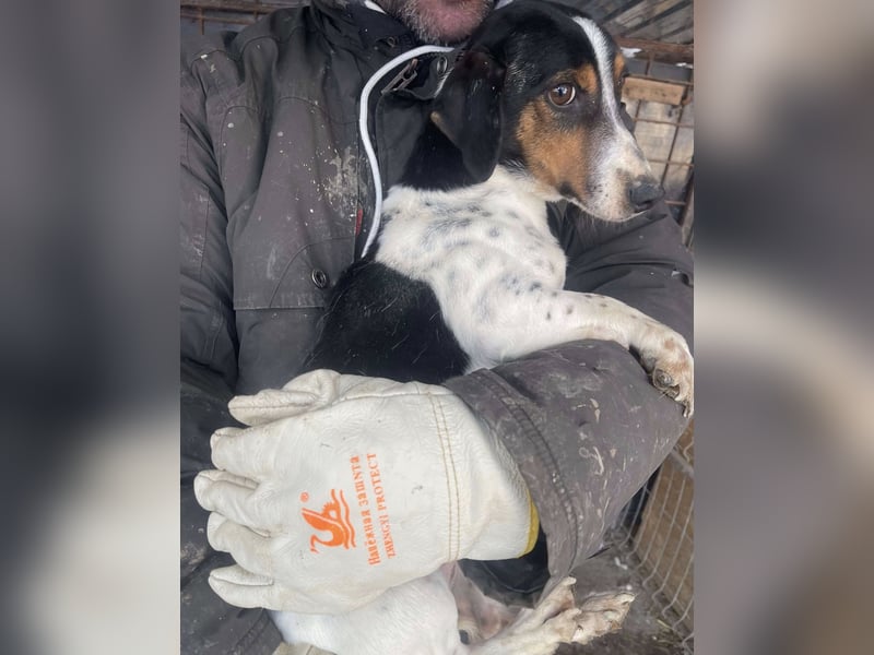 Pongo - Jack Russel Mix im Pünktchen Design