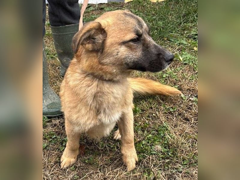 Little Ben - wartet in PLZ 16835 Herzberg auf Besuch