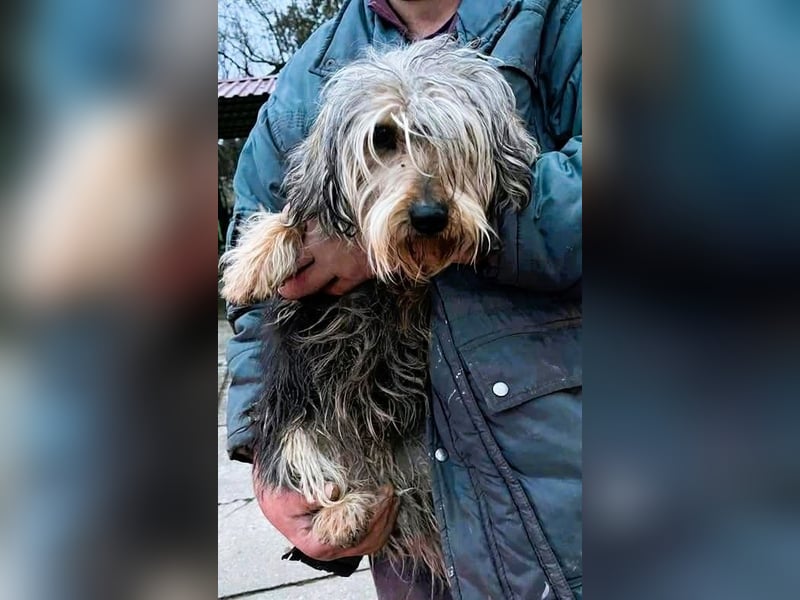 Friedwart – kleiner Herzensbrecher sucht ein Plätzchen