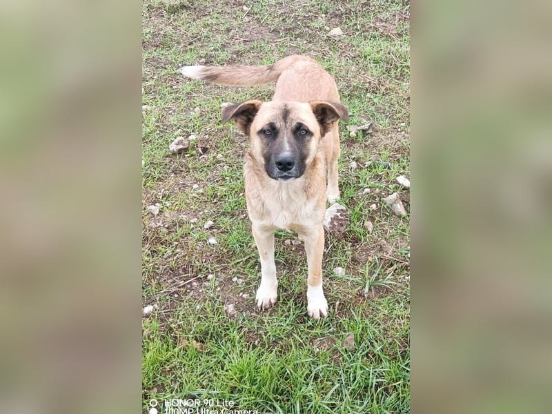 Harvey – jung-hübsch und super lieb