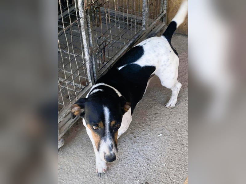 Pongo - Jack Russel Mix im Pünktchen Design