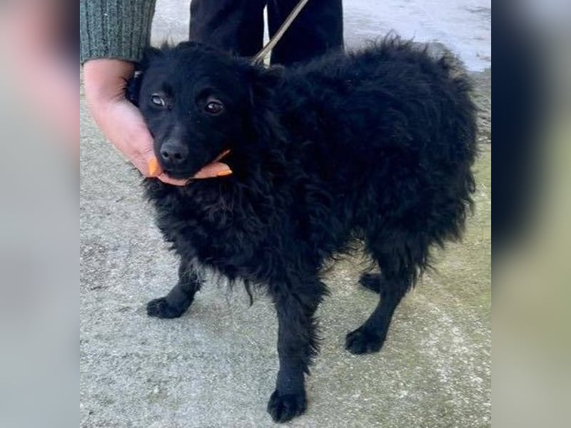 Aila – schwarze Schönheit sucht ein Zuhause