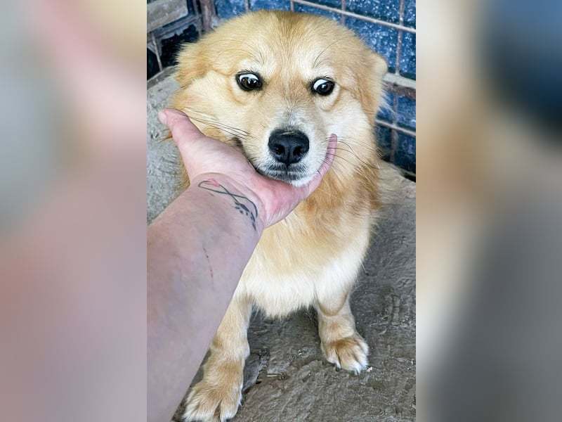 Süß - Süßer - „ZOE“ Zuhause auf Lebzeit gesucht