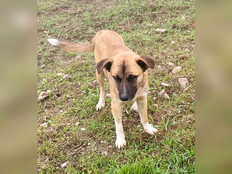 Harvey – jung-hübsch und super lieb