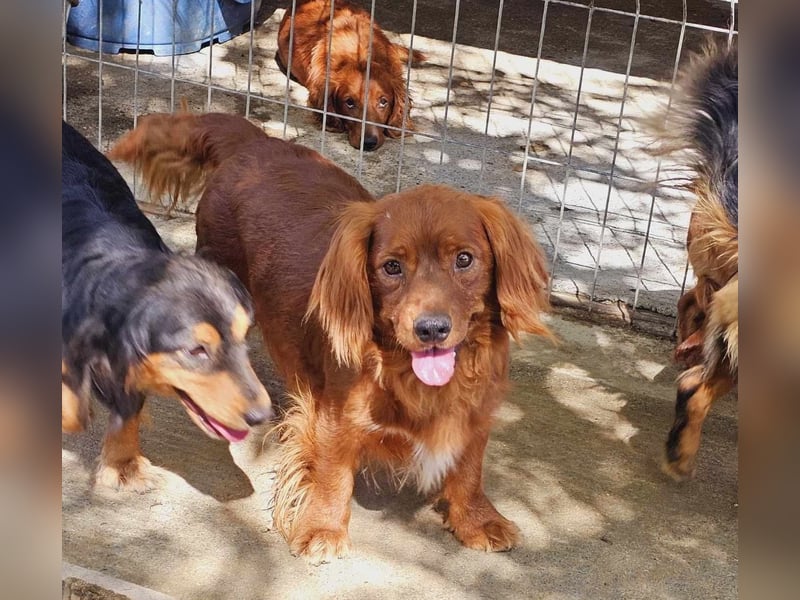 Benji – Dackel Mix ist auf Körbchen Suche