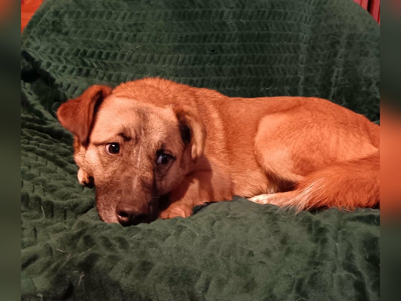 Little Ben - wartet in PLZ 16835 Herzberg auf Besuch