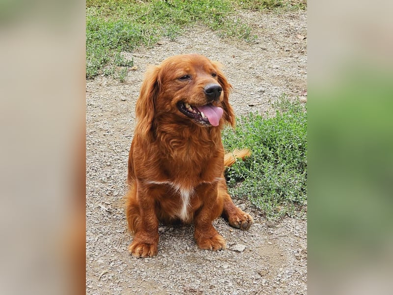 Benji – Dackel Mix ist auf Körbchen Suche