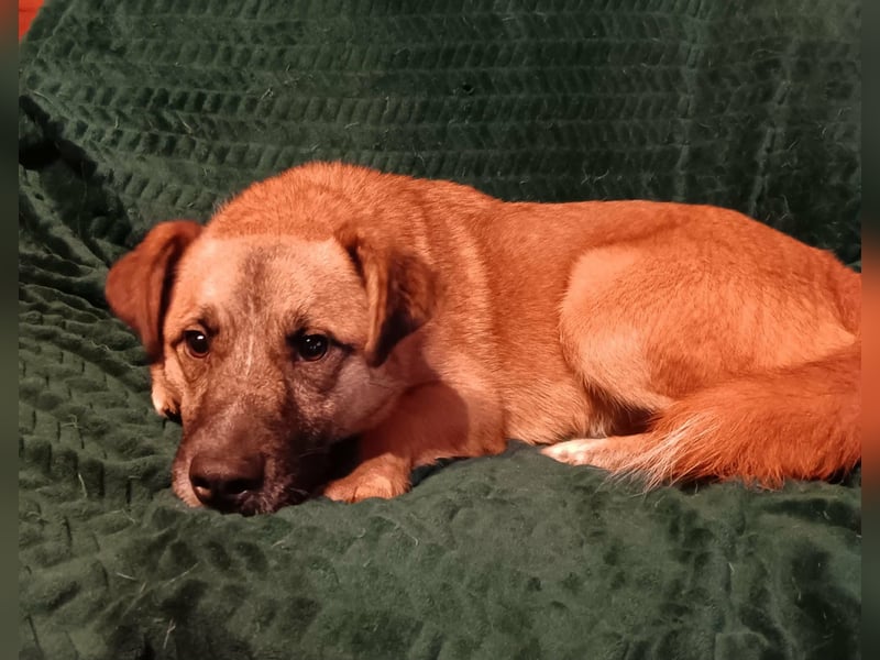 Little Ben - wartet in PLZ 16835 Herzberg auf Besuch