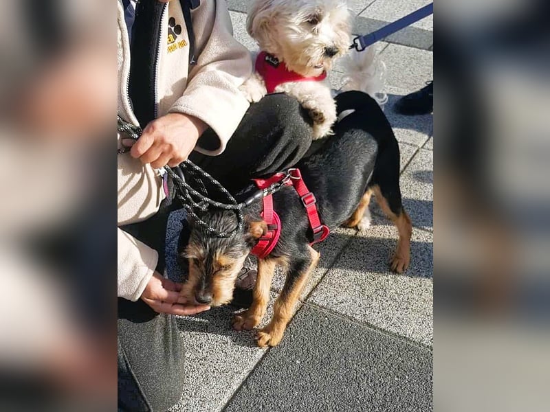 Ein süßer Fratz – das ist EDY