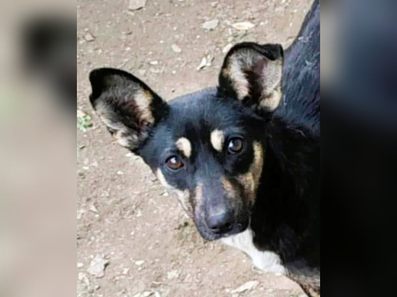 Bella – unwiderstehlich und super süß