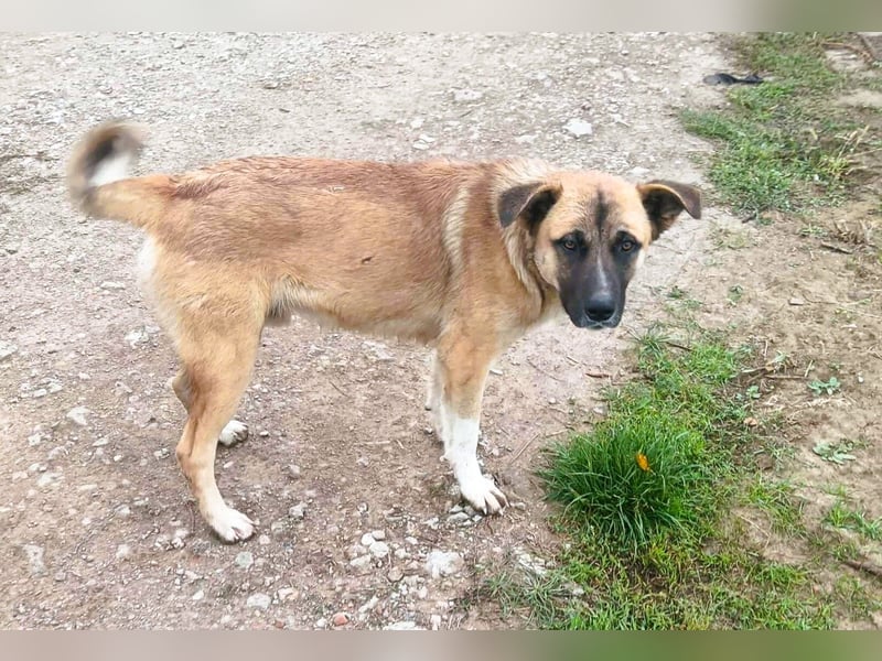 Harvey – jung-hübsch und super lieb