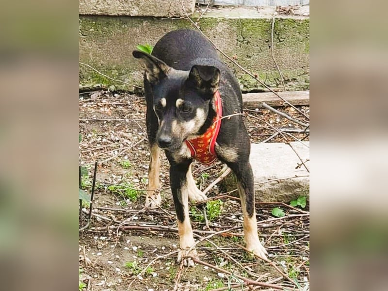 Bella – unwiderstehlich und super süß