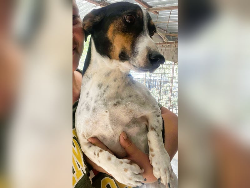 Pongo - Jack Russel Mix im Pünktchen Design