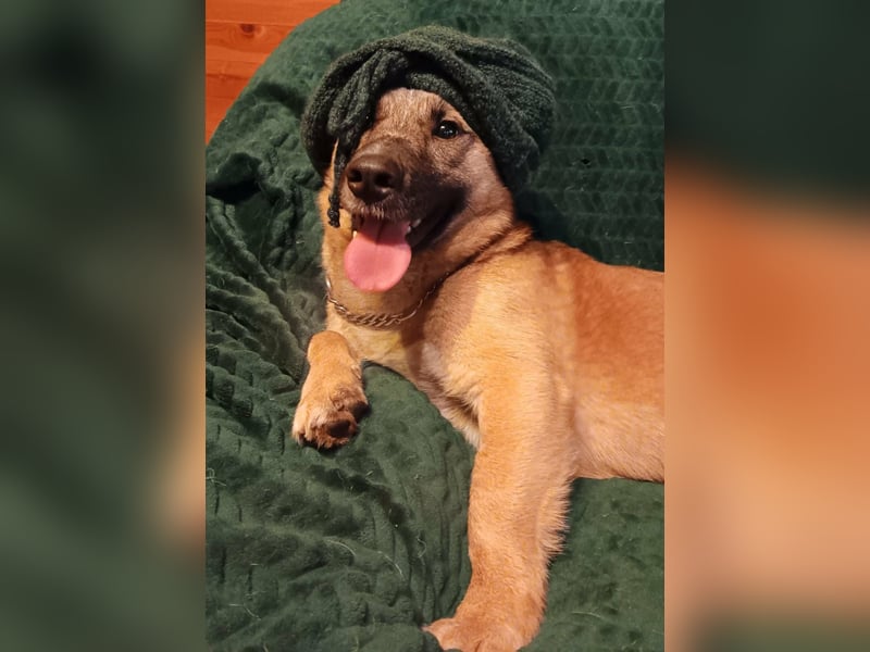 Little Ben - wartet in PLZ 16835 Herzberg auf Besuch