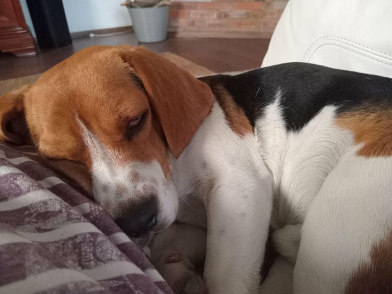 Beagle-Mix " NINO " - toller Bub und soooo lieb