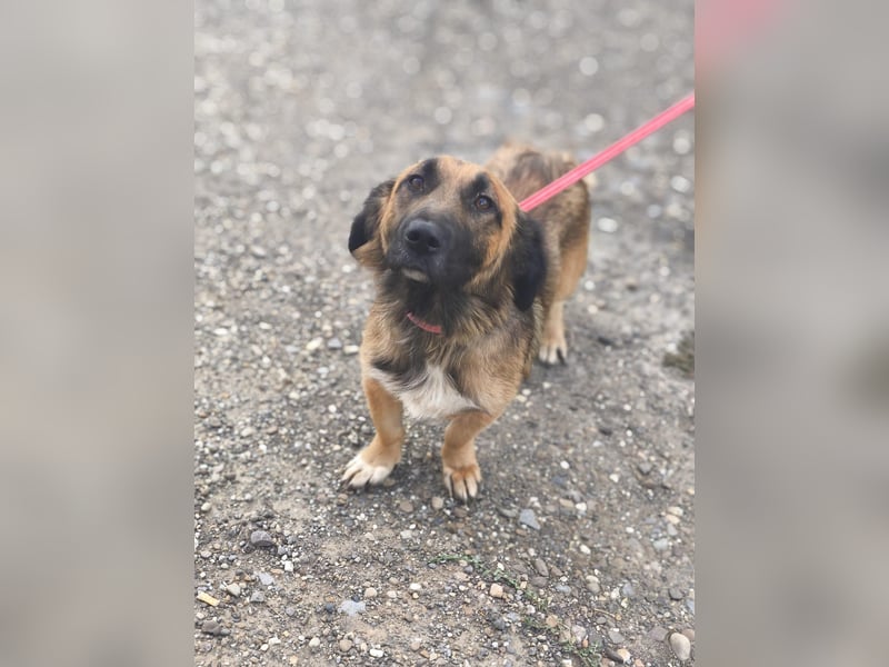 *Fred*kleiner Charmeur sucht das große Glück