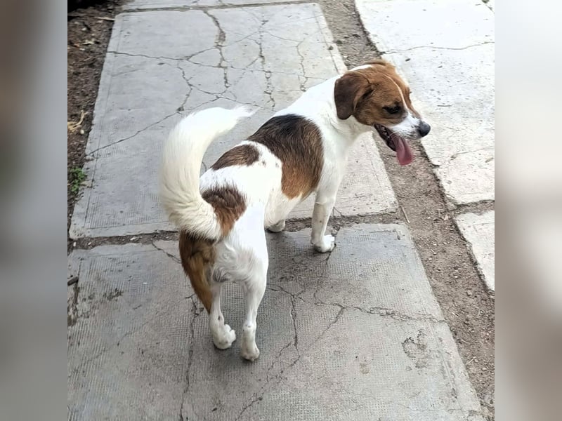Beagle Mix „Freddy“  -  toller Familienanschluss gesucht