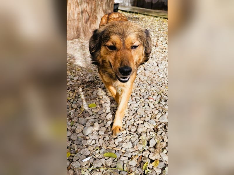 Traumhafte Sky - sucht nach ihrem Traum Zuhause für immer