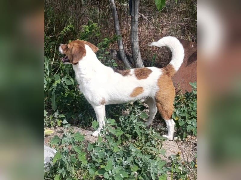 Beagle Mix „Freddy“  -  toller Familienanschluss gesucht